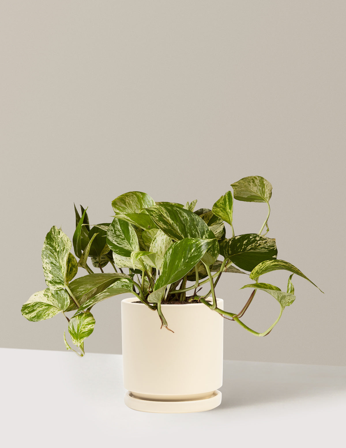 Pothos Marble Queen
