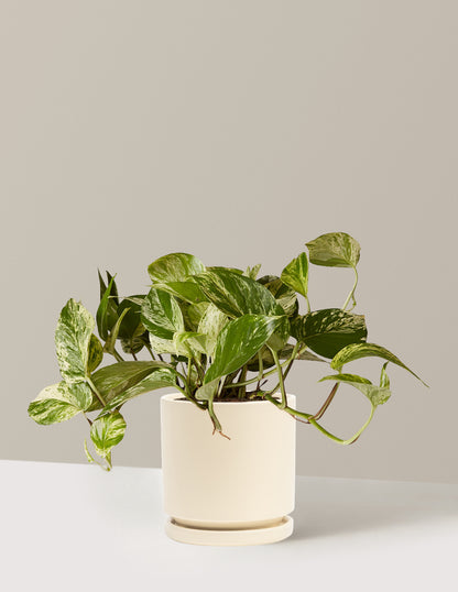 Pothos Marble Queen