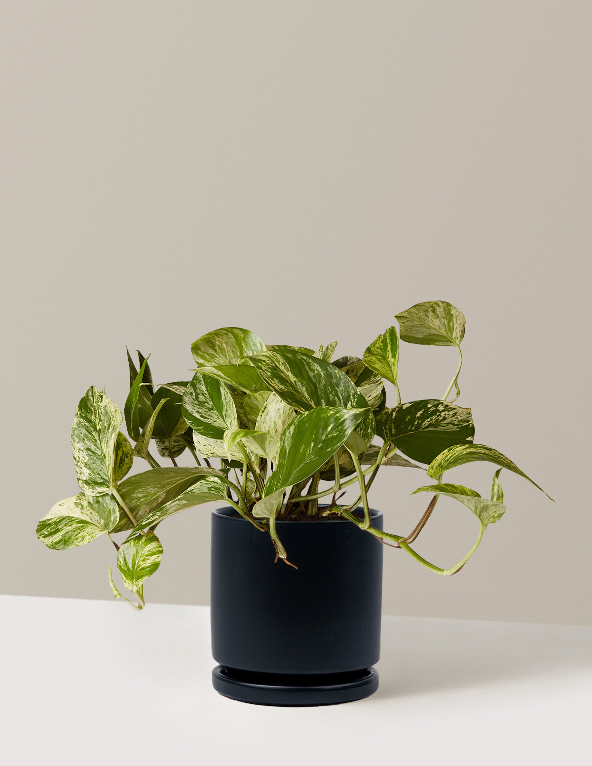 Pothos Marble Queen
