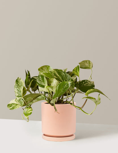 Pothos Marble Queen