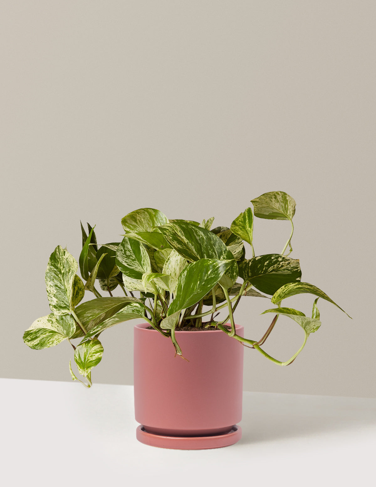 Pothos Marble Queen