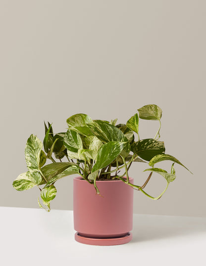 Pothos Marble Queen