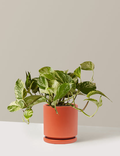 Pothos Marble Queen