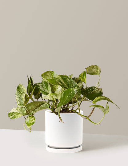 Pothos Marble Queen