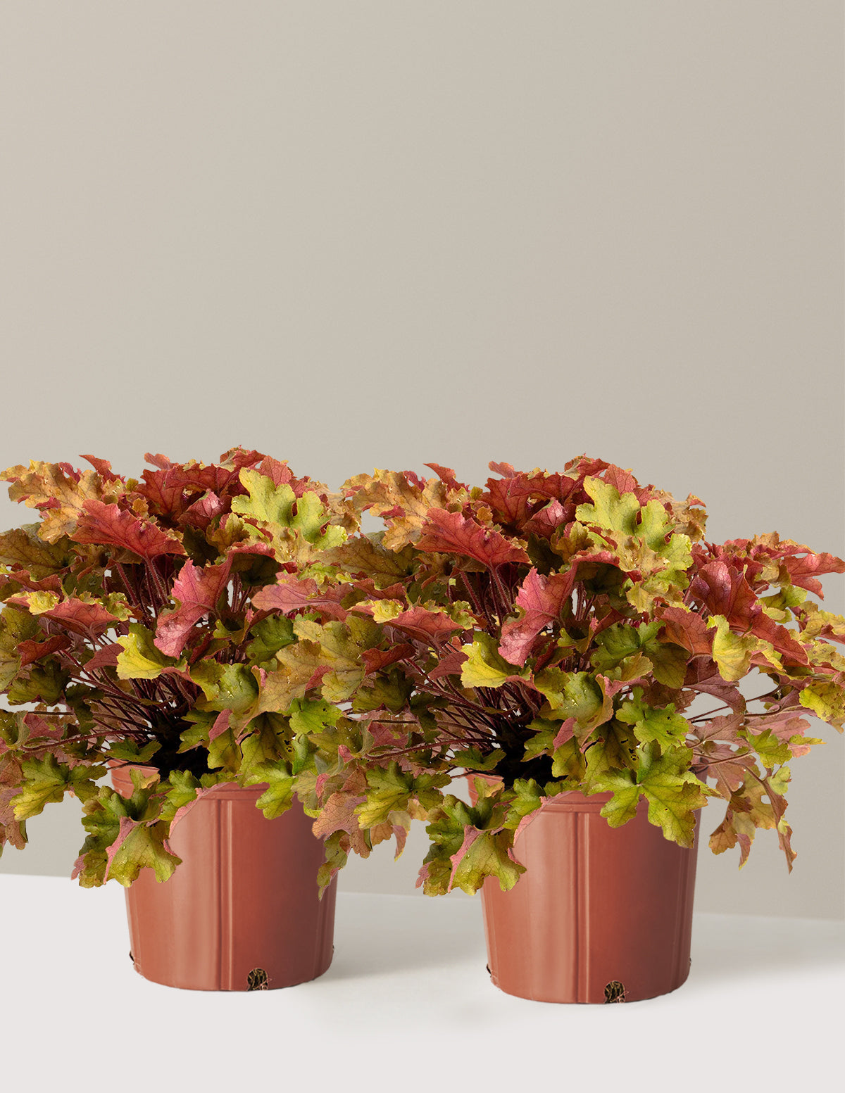 Marmalade Heuchera