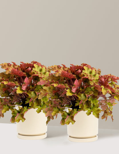 Marmalade Heuchera