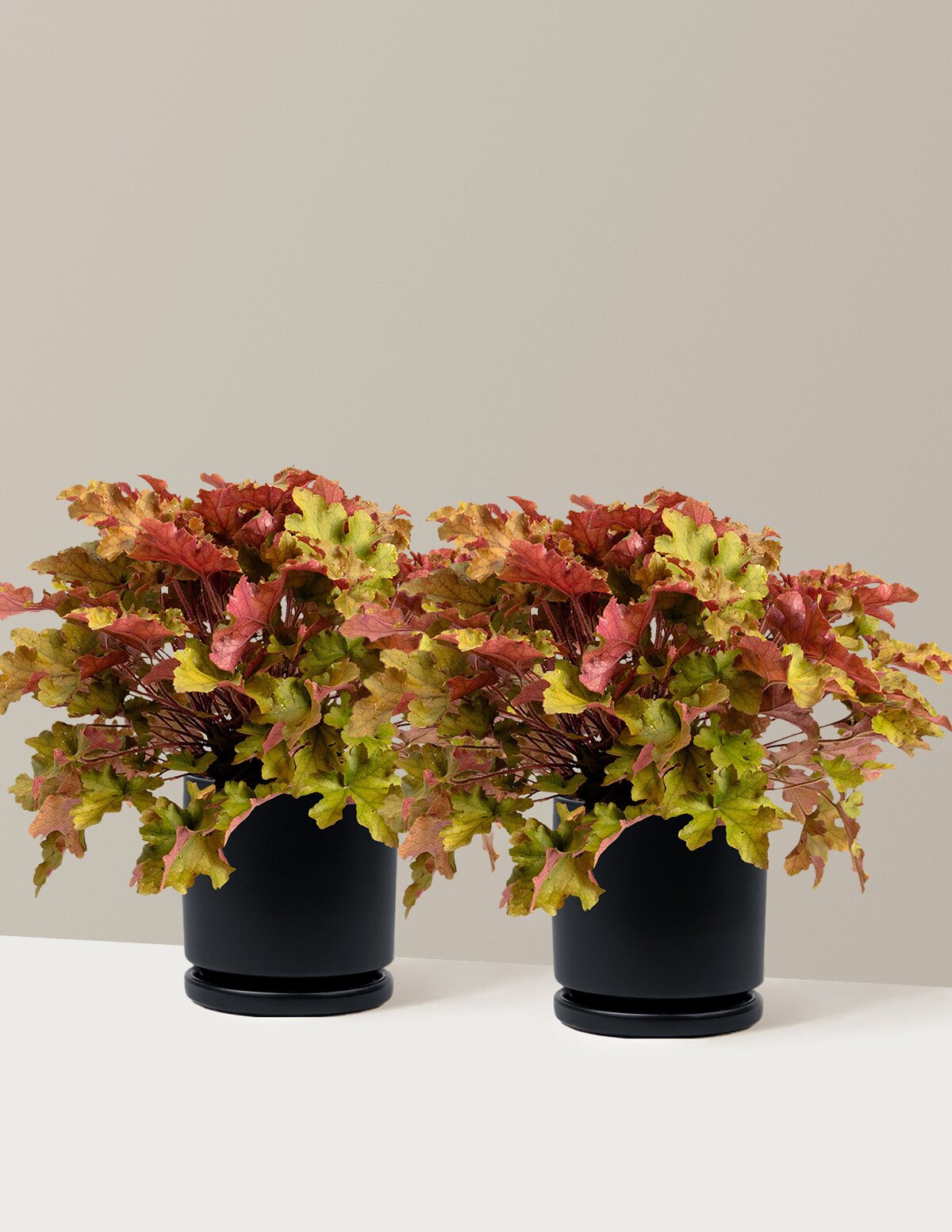 Marmalade Heuchera