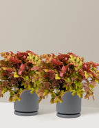 bundle | 1 Gallon - 2 Pack | Isabella | Granite