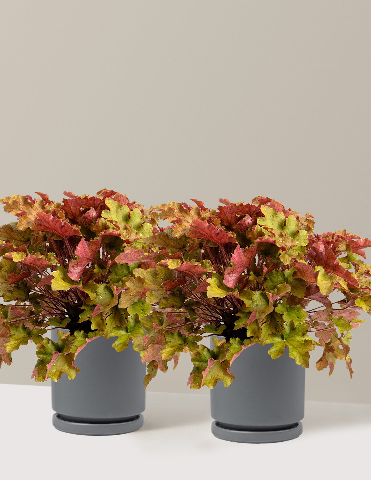 bundle | 1 Gallon - 2 Pack | Isabella | Granite