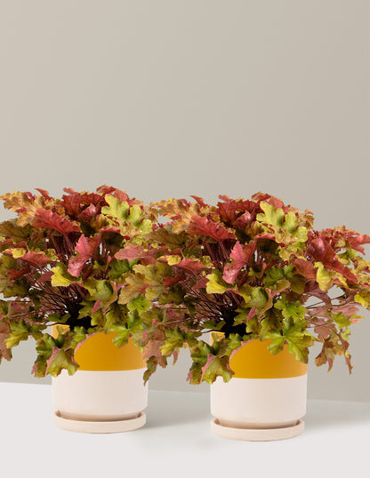 Marmalade Heuchera
