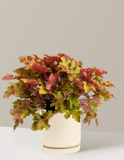 Marmalade Heuchera