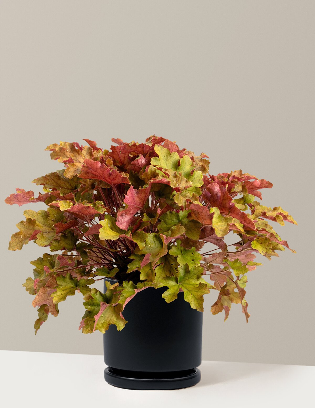 Marmalade Heuchera