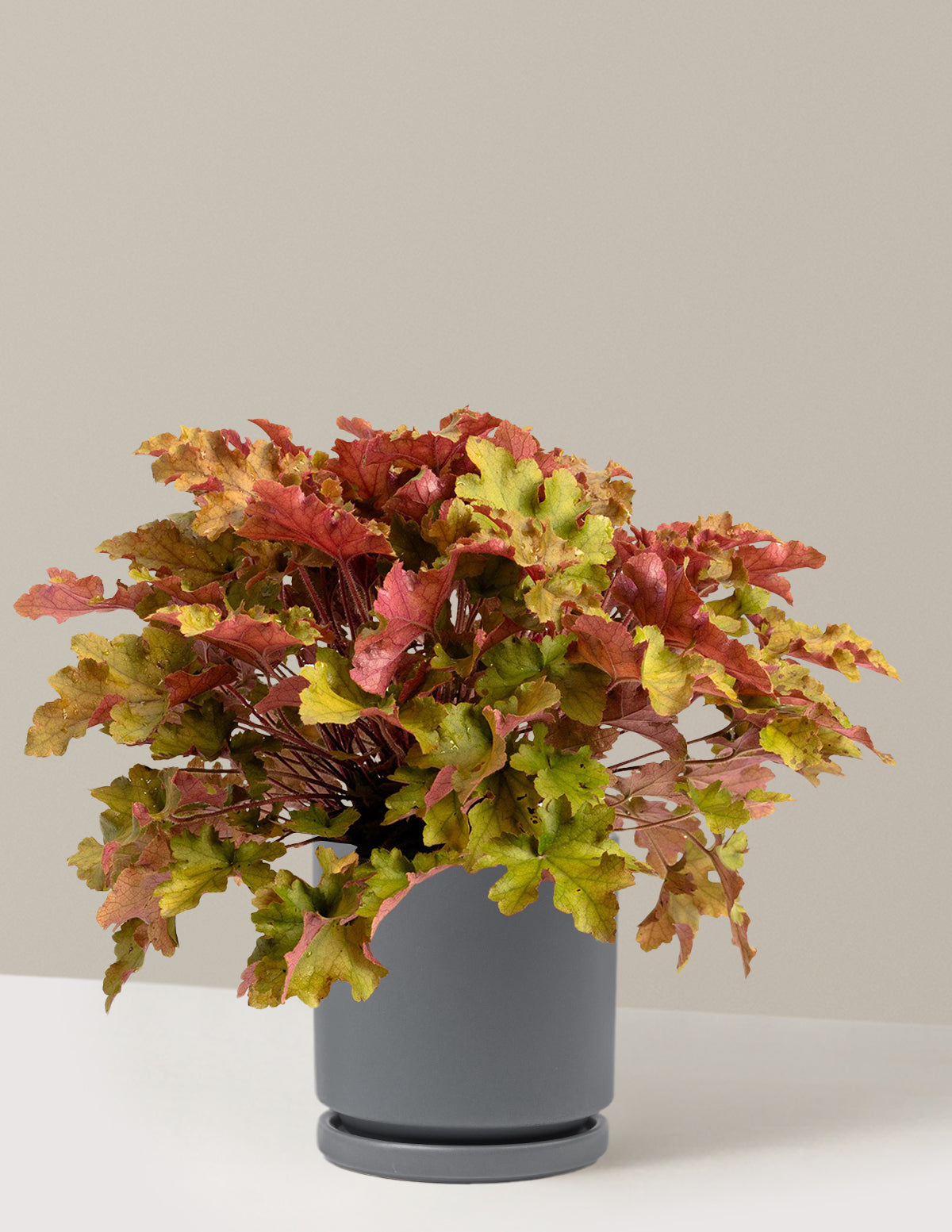 bundle | 1 Gallon - Single | Isabella | Granite