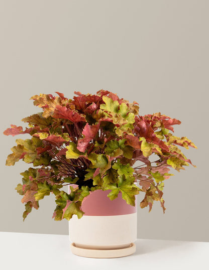 Marmalade Heuchera