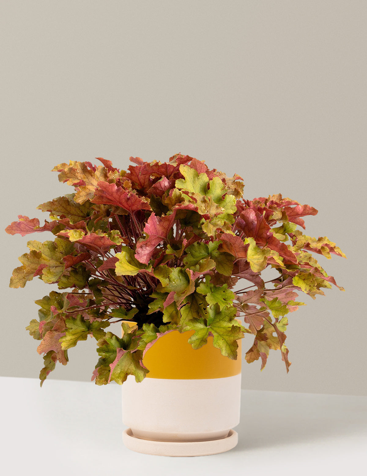 bundle | 1 Gallon - Single | Isabella | Top Half Mustard