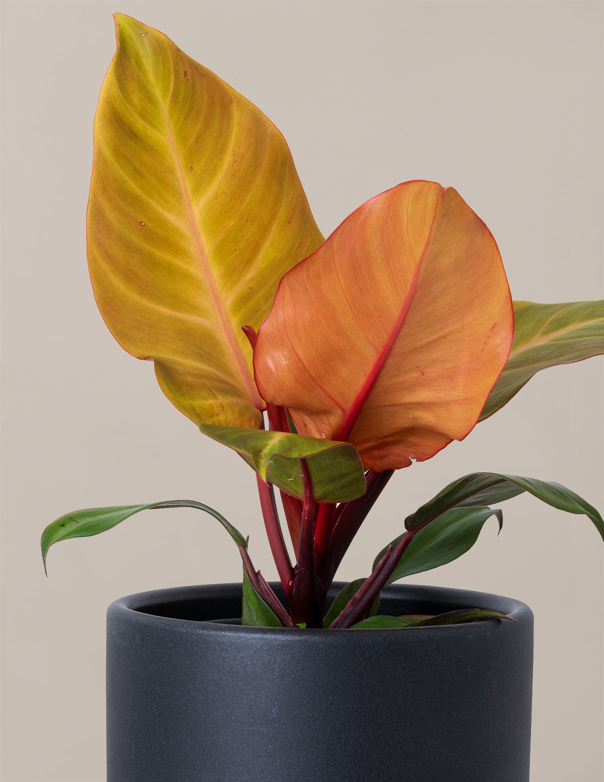mccauley's philodendron Philodendron McColley’s Finale