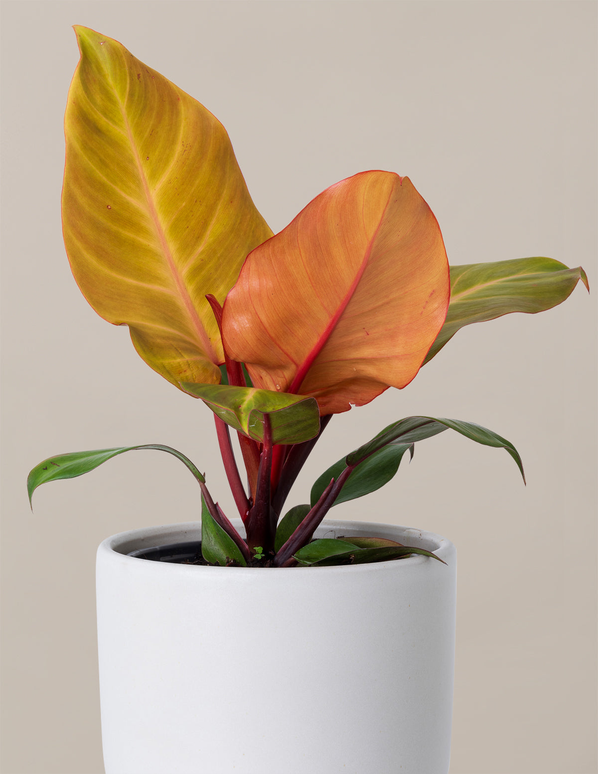 philodendron mccolley's finale vs imperial red Philodendron McColley's Finale Plant | Unique Rare Houseplants for Delivery