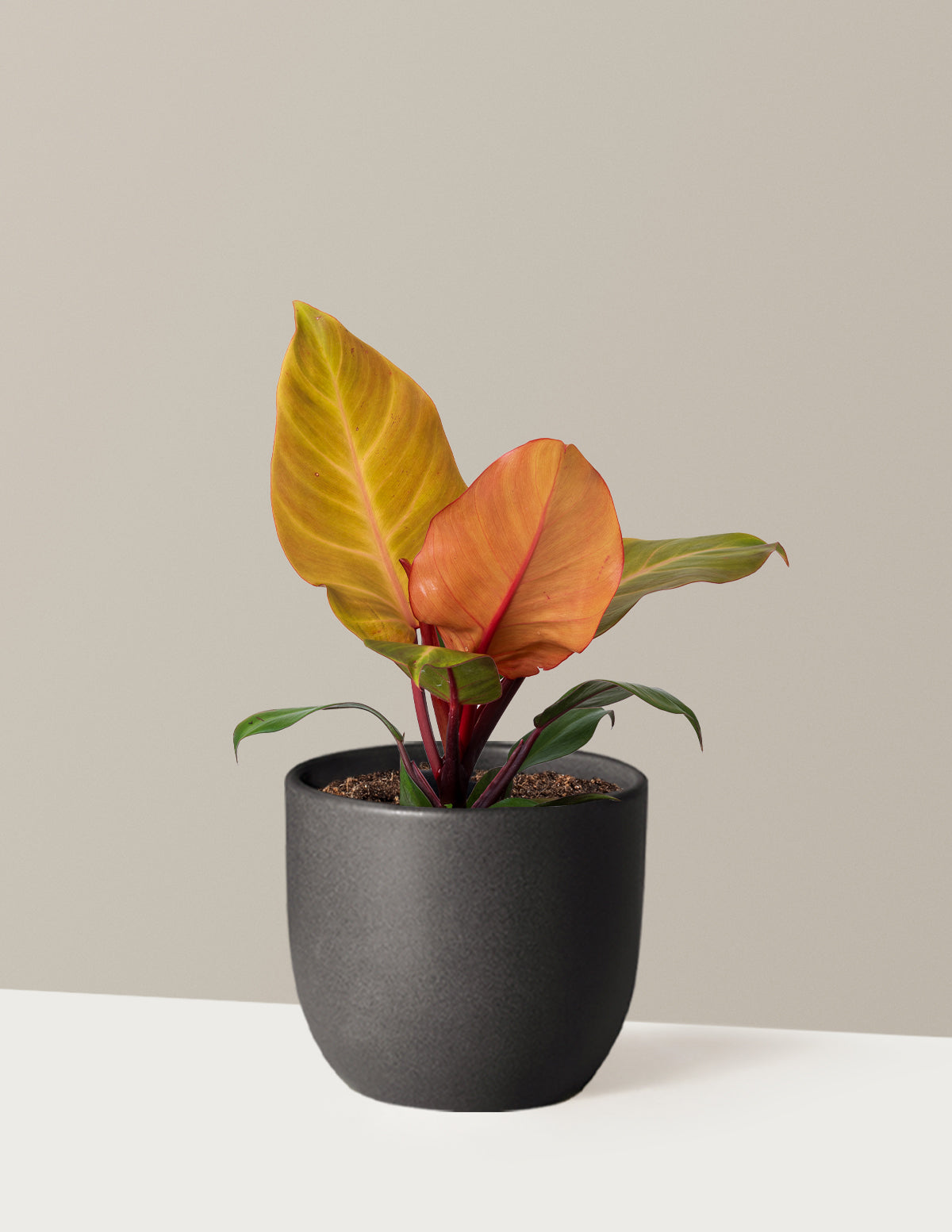 Philodendron McColley’s Finale