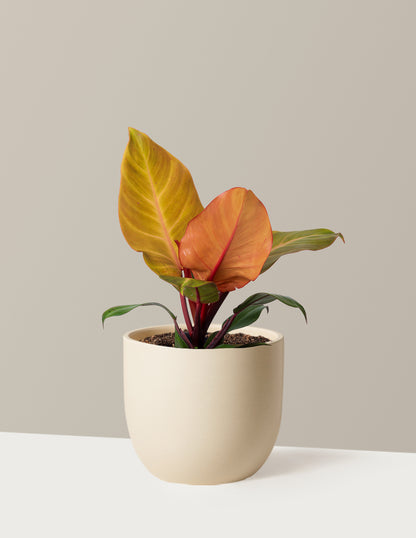 Philodendron McColley’s Finale