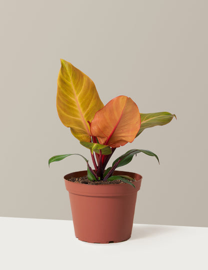 Philodendron McColley’s Finale