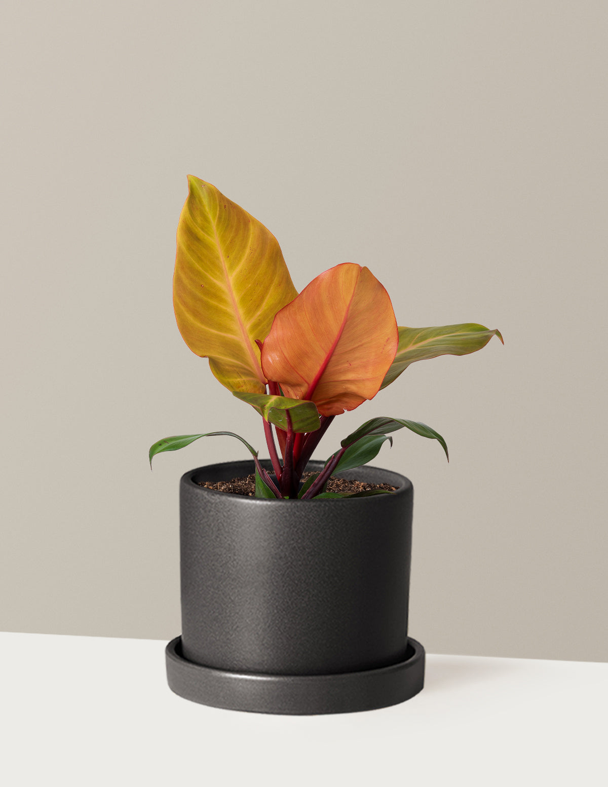 Philodendron McColley’s Finale