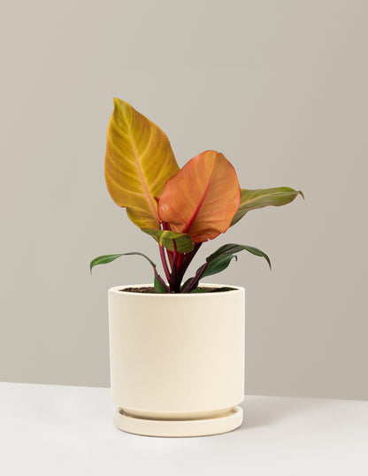 Philodendron McColley’s Finale