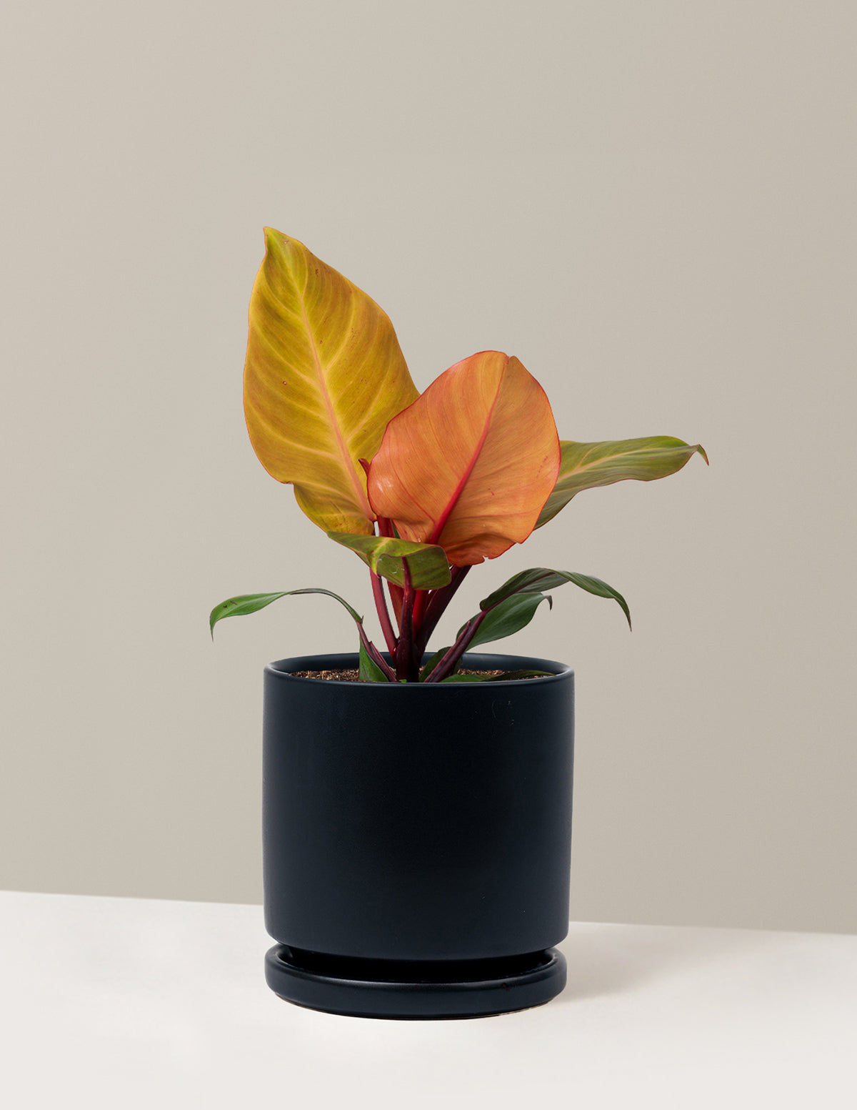 Philodendron McColley’s Finale
