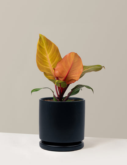 Philodendron McColley’s Finale