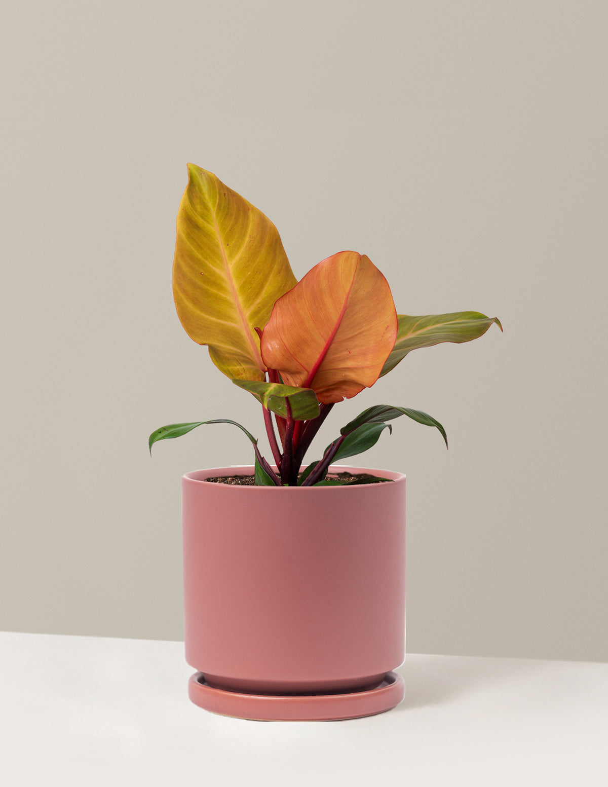 Philodendron McColley’s Finale