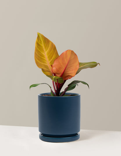 Philodendron McColley’s Finale
