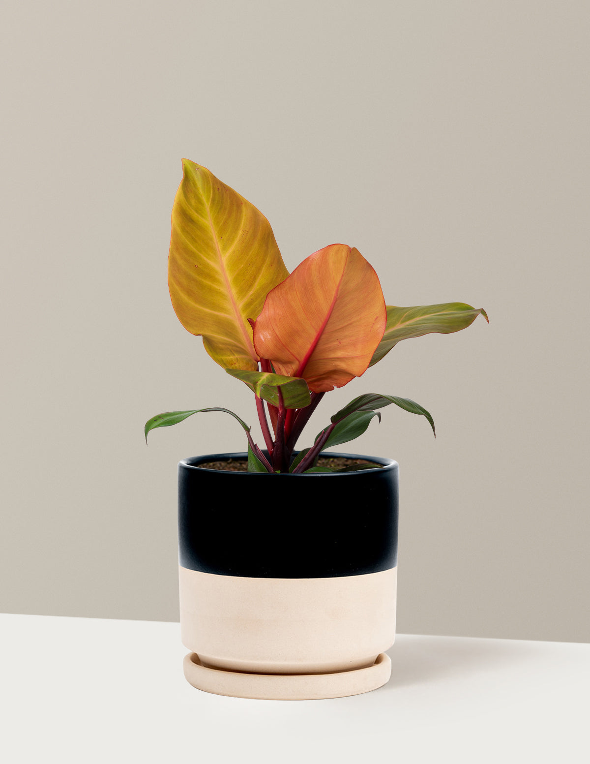 Philodendron McColley’s Finale