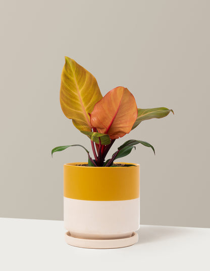 Philodendron McColley’s Finale