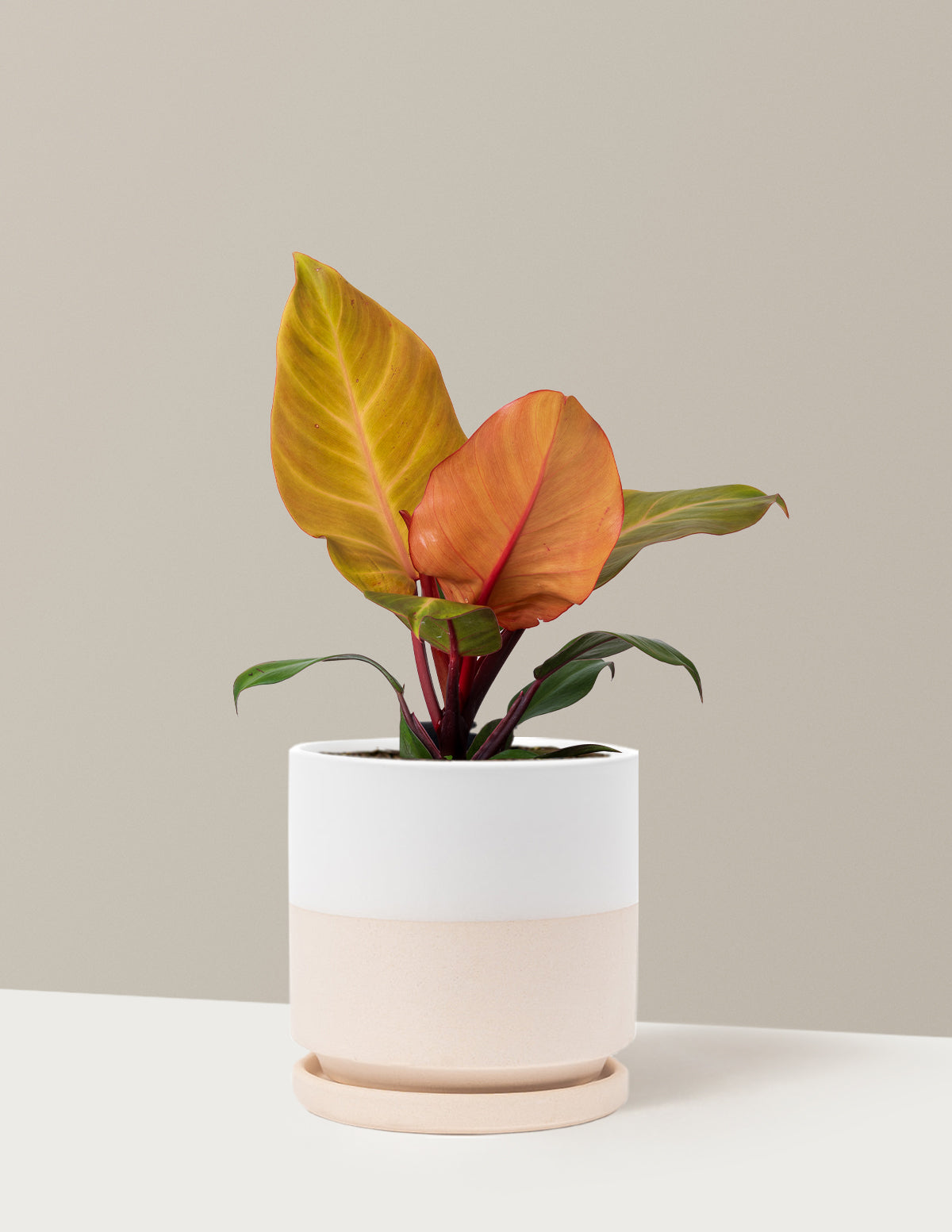 Philodendron McColley’s Finale