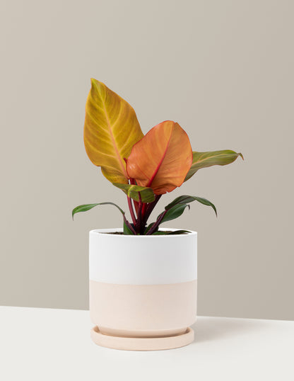 Philodendron McColley’s Finale