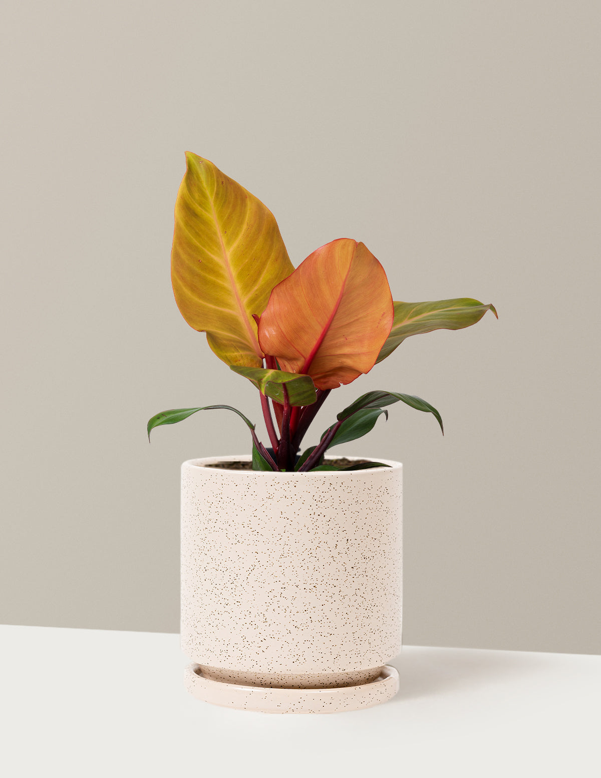Philodendron McColley’s Finale