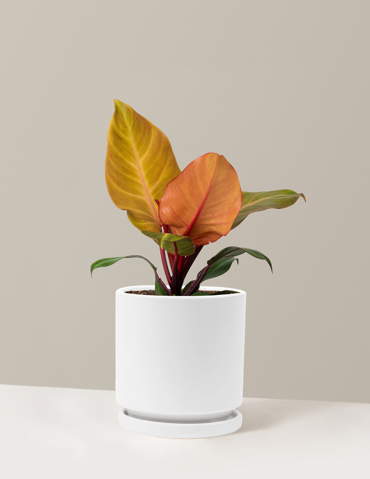 Philodendron McColley’s Finale