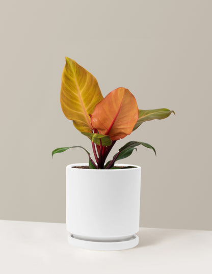 Philodendron McColley’s Finale