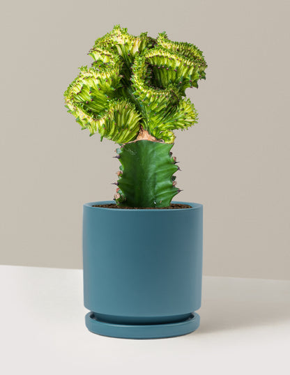 Mermaid Tail Cactus