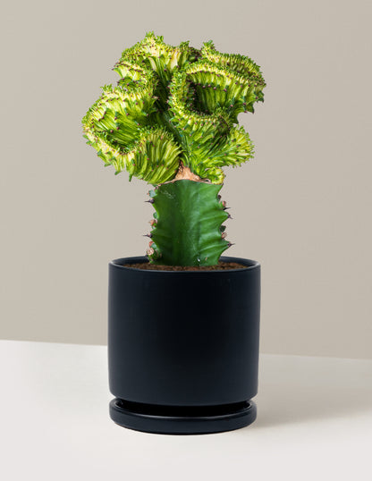 Mermaid Tail Cactus
