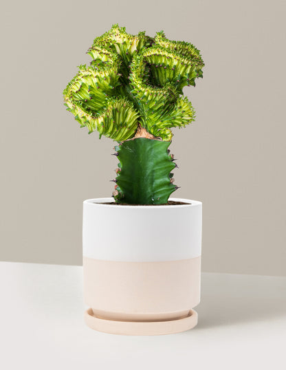 Mermaid Tail Cactus