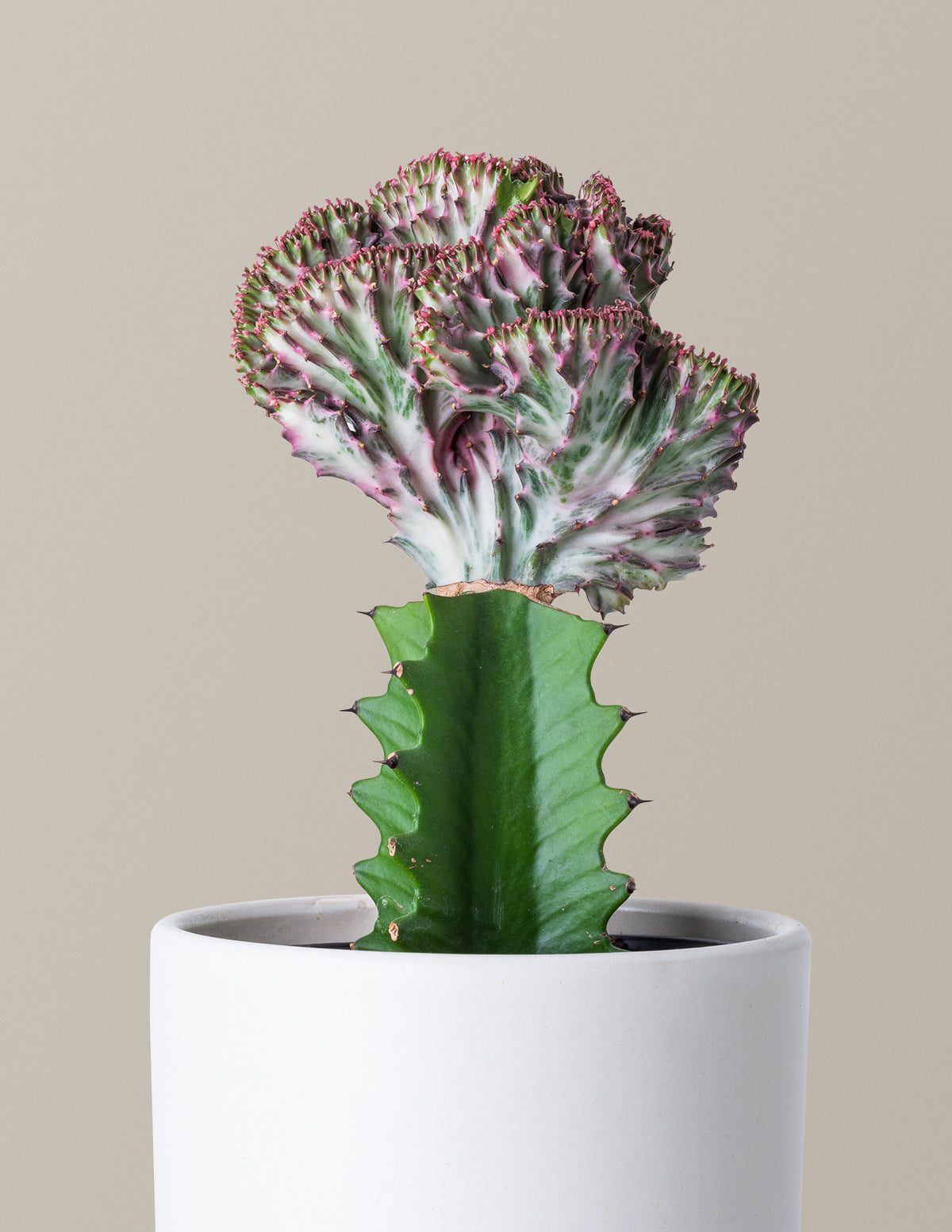 mermaid succulents for sale Euphorbia Lactea Crested 'Mermaid Tail' | Houseplants for Delivery