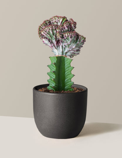 tail succulent Mermaid Tail Cactus Houseplant - Purple (8-12" tall) Black Planter