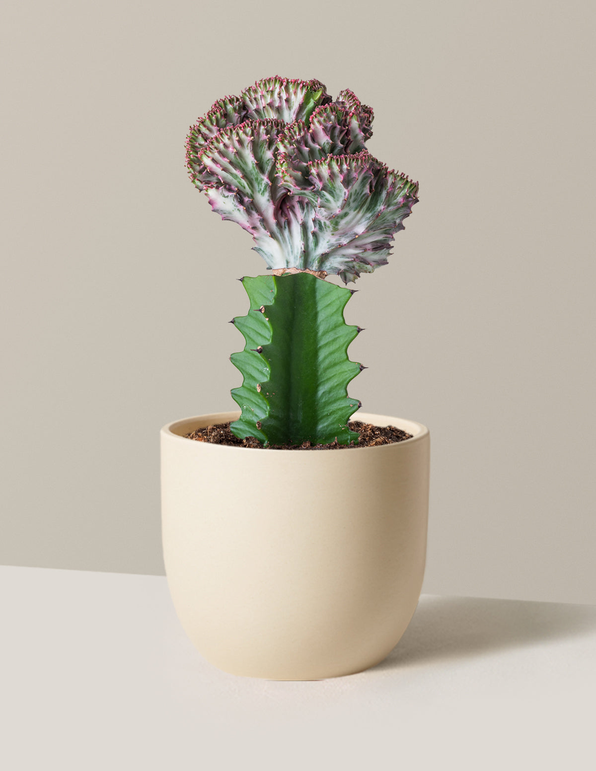 Mermaid Tail Cactus
