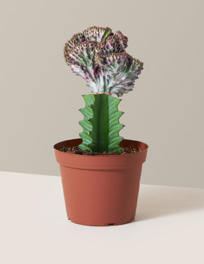 mermaid tail succulent for sale near me Mermaid Tail Cactus Houseplant - Purple (8-12" tall) Grow Pot