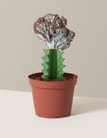 bundle | Purple | Grow Pot