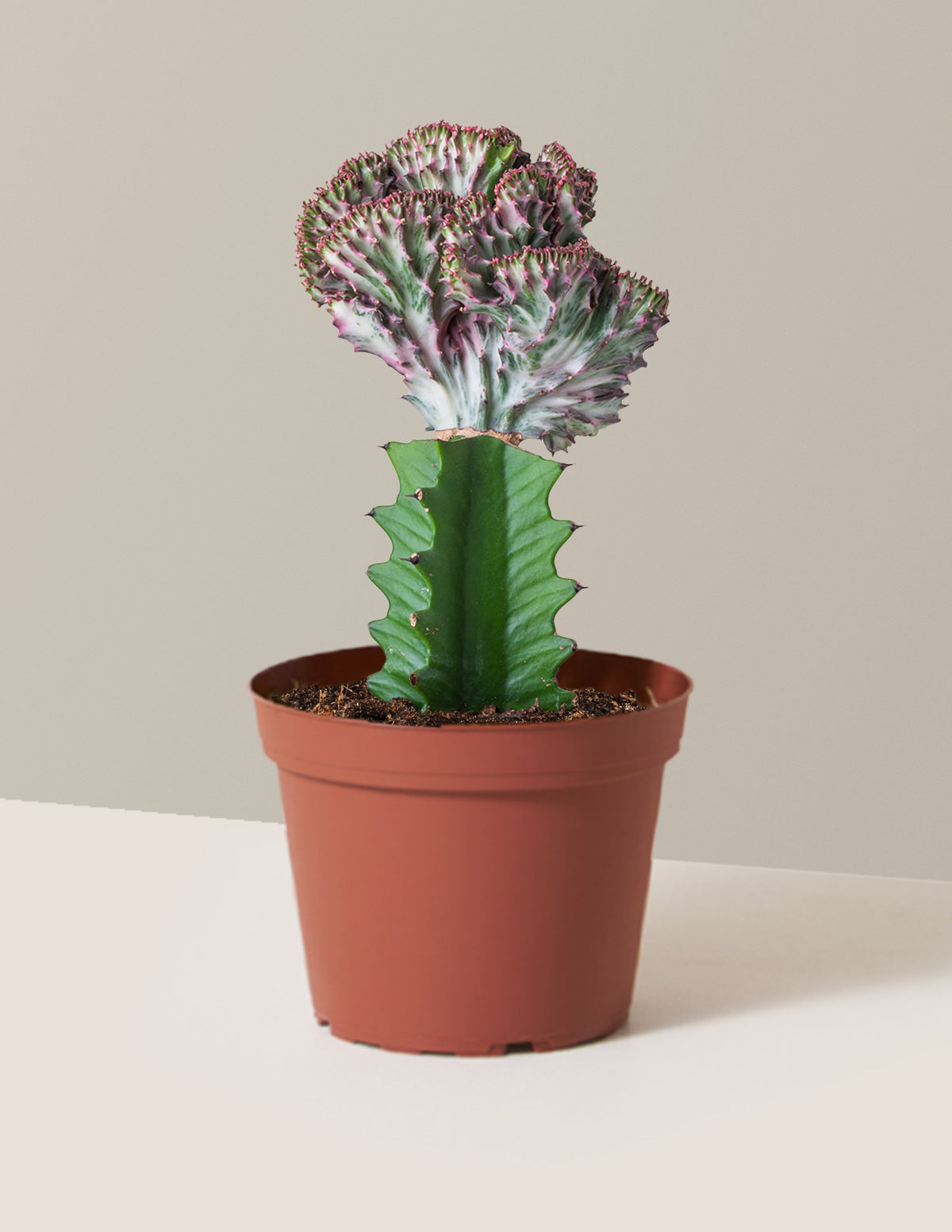 Mermaid Tail Cactus