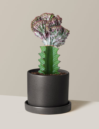the mermaid tail succulent Mermaid Tail Cactus Houseplant - Purple (8-12" tall) Grow Pot