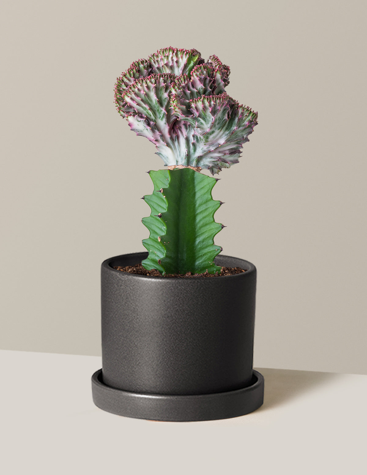 Mermaid Tail Cactus