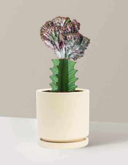 etsy mermaid tail succulent Mermaid Tail Cactus Houseplant - Purple (8-12" tall) Grow Pot