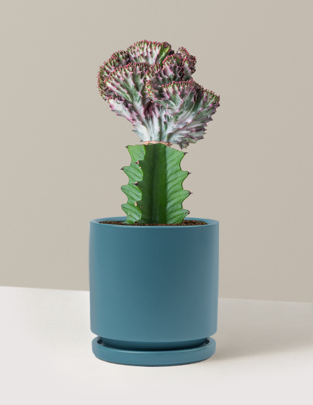 bundle | Purple | Isabella | Antique Teal